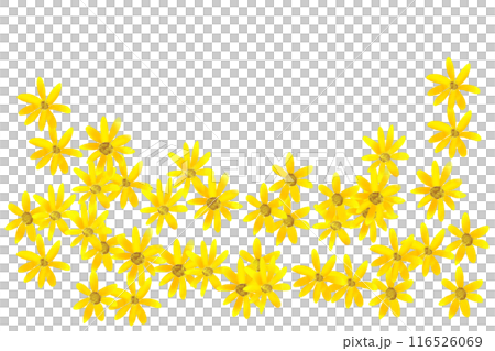 菊芋花卡 1 116526069