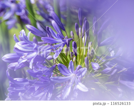 Agapanthus praecox, lily of the Nile or African lily purple flowers close-up with blurred foreground 116526133