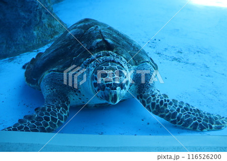 ウミガメ 海亀 夏休み 水族館 神戸須磨シーワールド 須磨海浜公園駅 須磨駅 夏休み JR神戸線 ウミガメ 海亀 夏休み 水族館 神戸須磨シーワールド 須磨海浜公園駅 須磨駅 夏休み JR神戸線 116526200