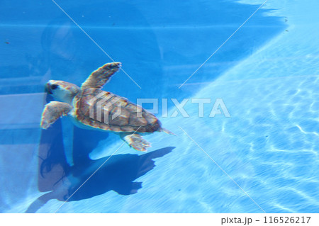 ウミガメ 海亀 夏休み 水族館 神戸須磨シーワールド 須磨海浜公園駅 須磨駅 夏休み JR神戸線 ウミガメ 海亀 夏休み 水族館 神戸須磨シーワールド 須磨海浜公園駅 須磨駅 夏休み JR神戸線 116526217