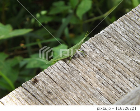 オンブバッタ 116526221