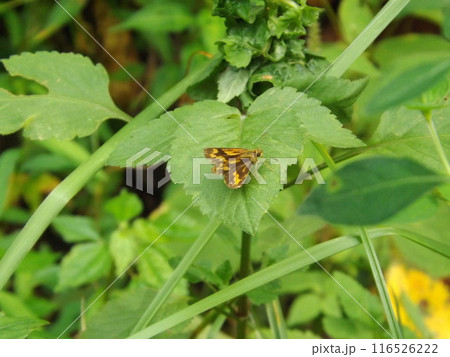 葉の上で休むキマダラセセリ 葉の上で休むキマダラセセリ 116526222
