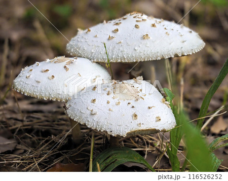 公園に生えたオオシロカラカサタケ 116526252