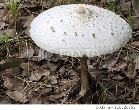 公園に生えたオオシロカラカサタケ 116526258