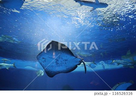 ジョーズ　鮫　サメ　シャーク　水族館　須磨海浜公園駅　須磨駅　JR神戸線　夏休み　海底 116526316
