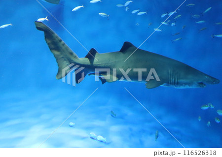 ジョーズ　鮫　サメ　シャーク　水族館　須磨海浜公園駅　須磨駅　JR神戸線　夏休み　海底 116526318