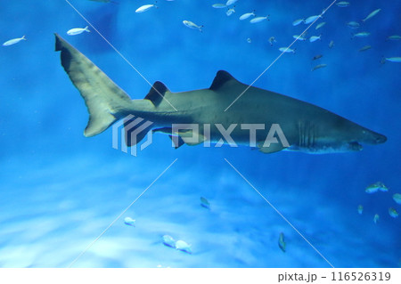 ジョーズ　鮫　サメ　シャーク　水族館　須磨海浜公園駅　須磨駅　JR神戸線　夏休み　海底 116526319