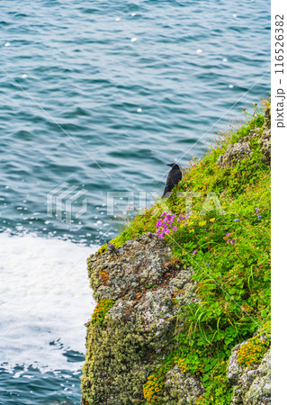 【北海道・浜中町】 霧多布岬(湯沸岬) 断崖の赤い花(ナデシコ)と海鳥 【北海道・浜中町】 霧多布岬(湯沸岬) 断崖の赤い花(ナデシコ)と海鳥 116526382