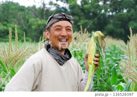 トウモロコシを収穫する男性 116526397