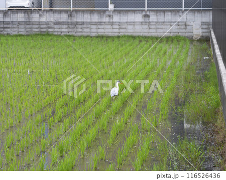 市街地の水田で餌を探すアオサギ 116526436