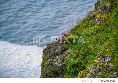 【北海道・浜中町】 霧多布岬(湯沸岬) 断崖の赤い花(ナデシコ)と海鳥 【北海道・浜中町】 霧多布岬(湯沸岬) 断崖の赤い花(ナデシコ)と海鳥 116526450