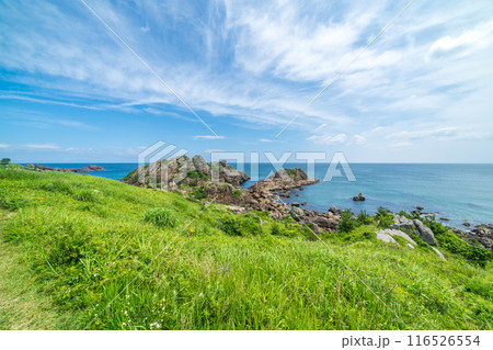 「青森県」美しい中須賀海岸の風景 種差海岸 「青森県」美しい中須賀海岸の風景 種差海岸 116526554