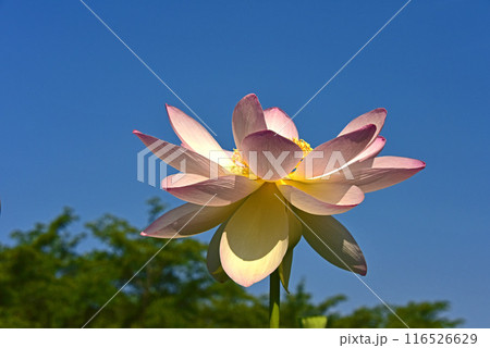 青空と蓮の花 青空と蓮の花 116526629