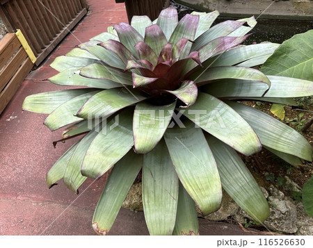 植物 植物 116526630