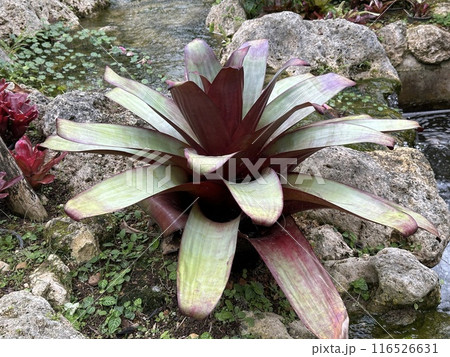 植物 植物 116526631