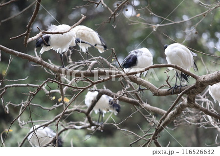 木にとまるタンチョウ 木にとまるタンチョウ 116526632