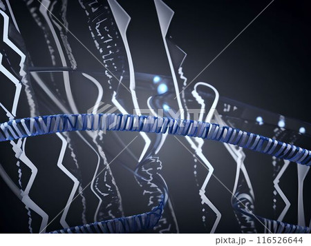 deoxyribonucleic acid 116526644