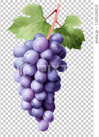 grape clusters on strands with white background, isolated 116526918