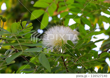 化粧パフのようなハエマトケファラの花 116527140