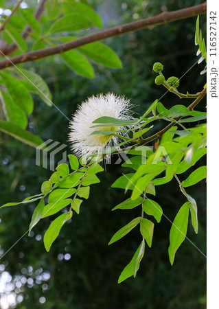化粧パフのようなハエマトケファラの花 化粧パフのようなハエマトケファラの花 116527142