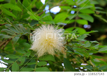 化粧パフのようなハエマトケファラの花 116527143