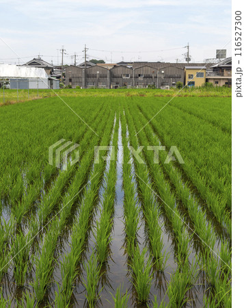 水田と町工場の風景 116527300