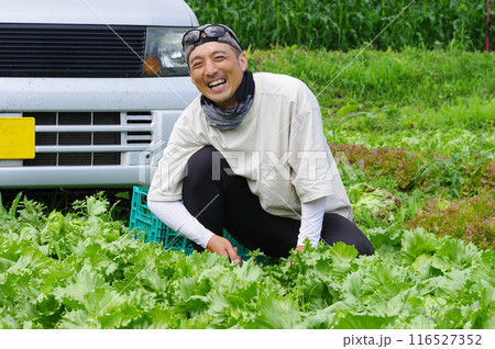 レタス畑で収穫作業をする男性 116527352