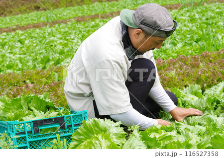 レタス畑で収穫作業をする男性 レタス畑で収穫作業をする男性 116527358