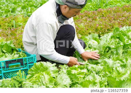 レタス畑で収穫作業をする男性 116527359