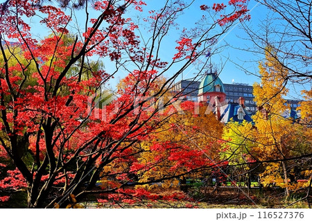 北海道庁赤れんが庁舎の前庭の紅葉 116527376
