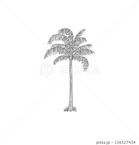 Hand drawn tropical palm tree. Vector of hawaii beach palm tree, fern and frond outline, botany flora tropical illustration Hand drawn tropical palm tree. Vector of hawaii beach palm tree, fern and frond outline, botany flora tropical illustration 116527434