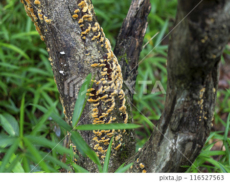 梅雨の森に生える茸の幼菌 116527563