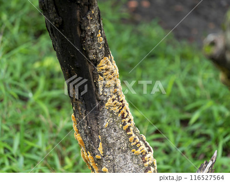 梅雨の森に生える茸の幼菌 116527564