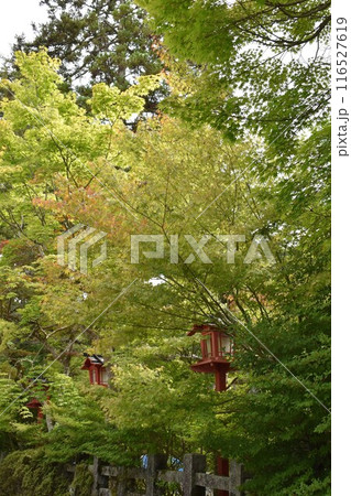 もみじの木々の中の赤い灯籠群① もみじの木々の中の赤い灯籠群① 116527619