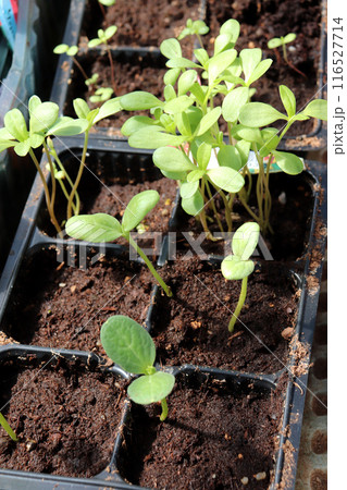 Green sprouts, seedlings of zinnia flowers in plastic cups 116527714