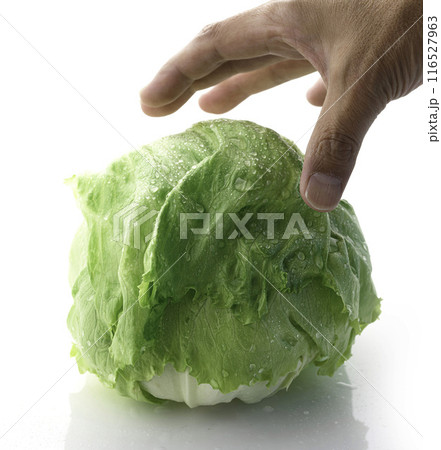新鮮なレタス 新鮮なレタス 116527963