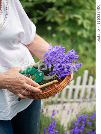 Women's hands cut lavender 116528406