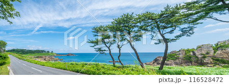 青森県八戸市種差海岸 東山魁夷の「道」のモチーフになった風景 青森県八戸市種差海岸 東山魁夷の「道」のモチーフになった風景 116528472