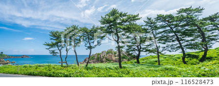 青森県八戸市種差海岸 東山魁夷の「道」のモチーフになった風景 青森県八戸市種差海岸 東山魁夷の「道」のモチーフになった風景 116528473