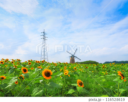 風車のある風景 116528619