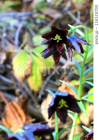 黒色の花を咲かせるクロユリ 黒色の花を咲かせるクロユリ 116528700