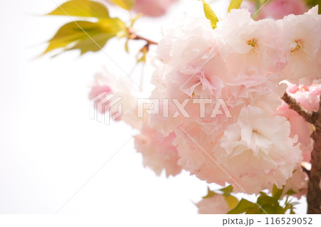 美しい八重桜の花 美しい八重桜の花 116529052