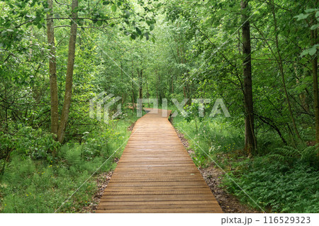 wooden walkway on an educational nature trail in the forest wooden walkway on an educational nature trail in the forest 116529323