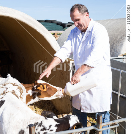 Man in white robe feeds two week old calf from bottle Man in white robe feeds two week old calf from bottle 116529508