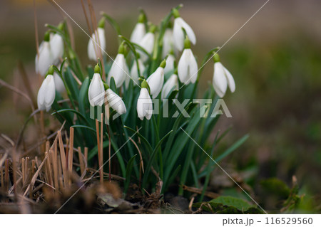 First spring flowers  snowdrops. Early spring snowdrops flower. 116529560