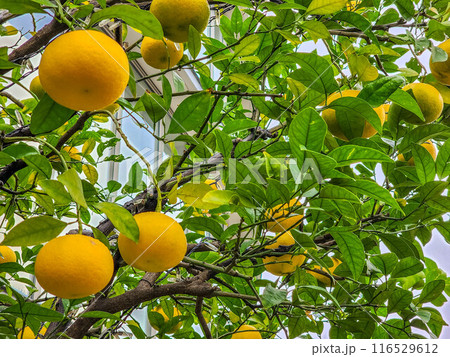 都会のオアシス 都会のオアシス 116529612
