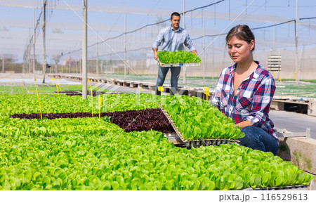 Woman farmer hollding seedling box. Young people working in vegetable cultivation greenhouse 116529613