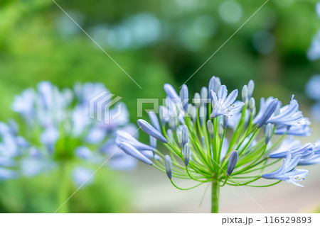 夏に花火のように咲くアガパンサスの花 夏に花火のように咲くアガパンサスの花 116529893