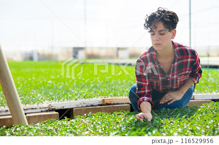 Hardworking woman farmer, growing seedlings in a greenhouse, conducts their inspection 116529956