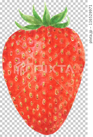 帶葉子的草莓手繪插畫 116529971